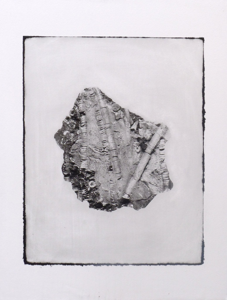 Crinoid fossil (recto), 2015.