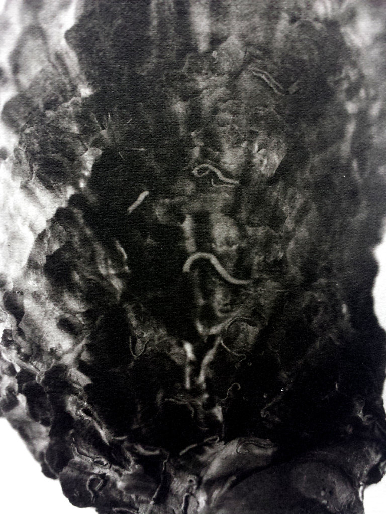 Oyster (exterior II - detail), 2015