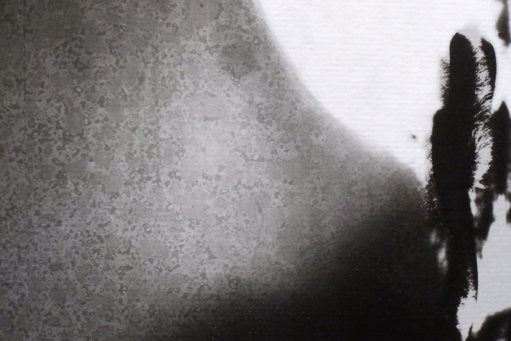 Acanthus (Bloom II - detail), 2015.