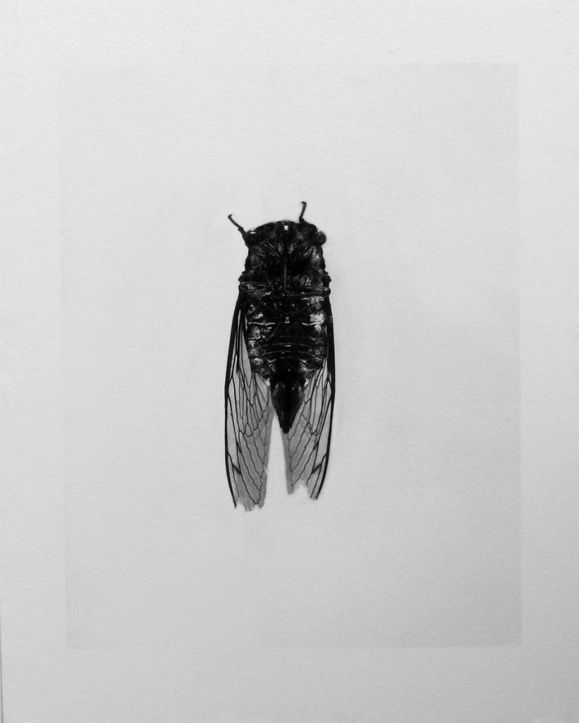 Imago - Cicada, 2015.