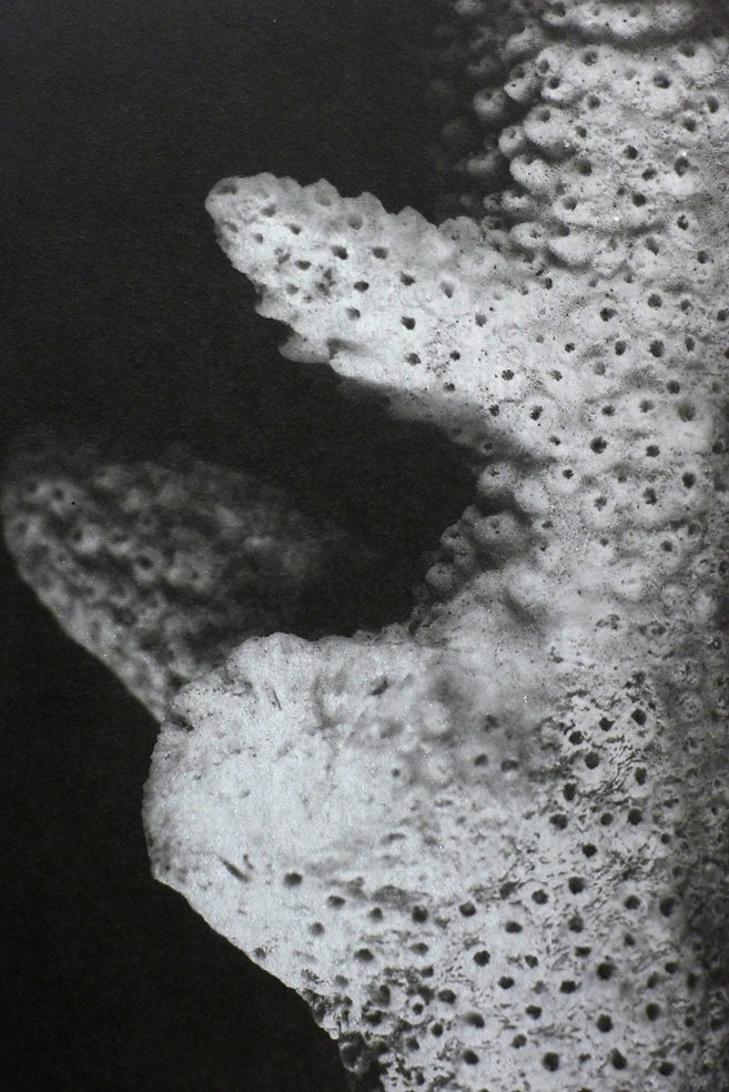 Coral (detail), 2015.