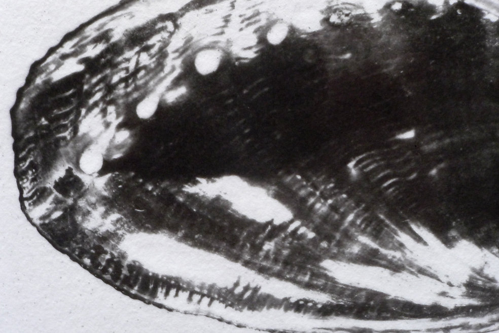 Abalones (detail), 2015.