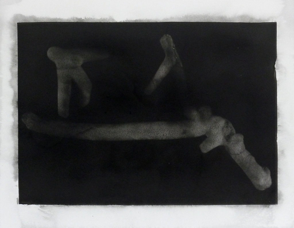 Coral II, 2016.