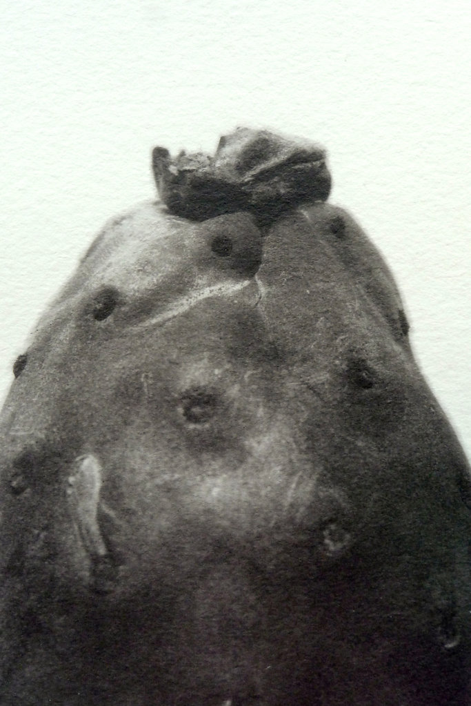 Prickly pear (detail), 2016.