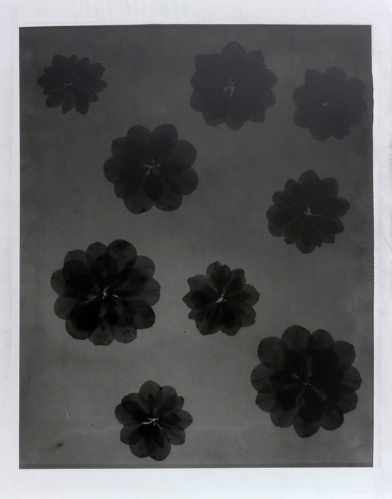 Camelias (photogram), 2016.