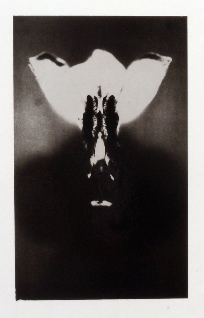 Acanthus (Bloom), 2015.