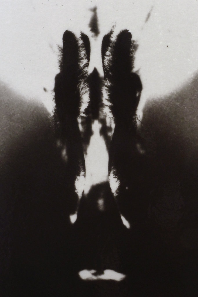 Acanthus (Bloom), 2015.