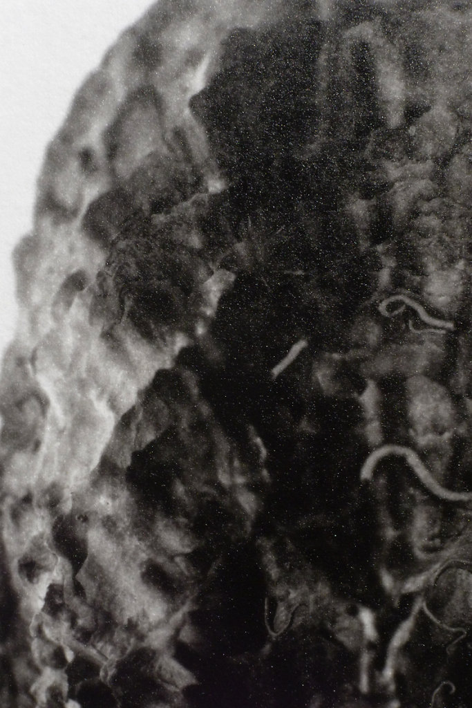 Oysters (exterior - detail), 2015.