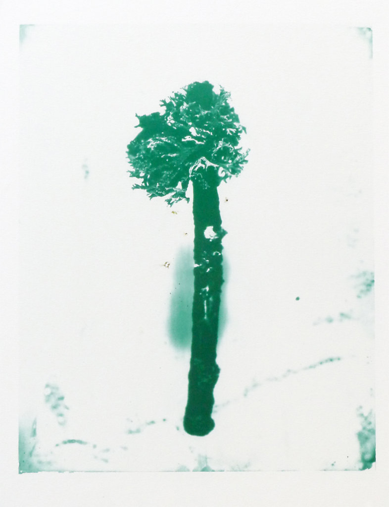 Lichen, 2015.