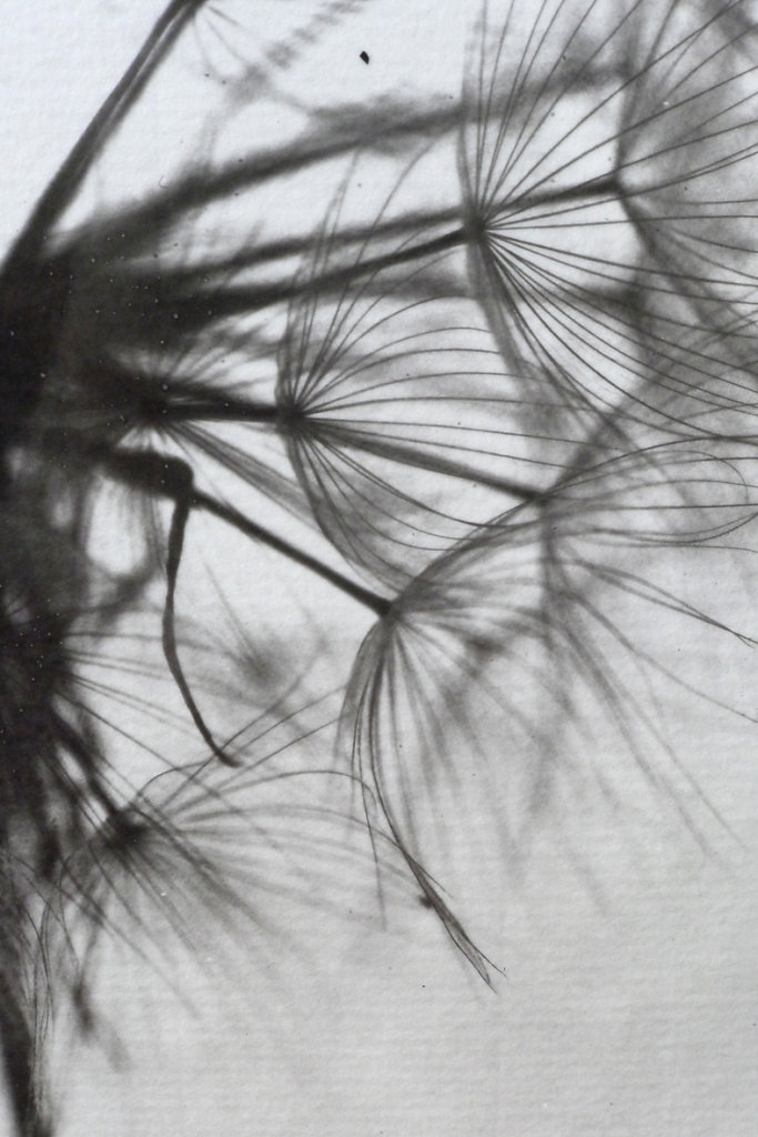 Dandelion (detail), 2015.