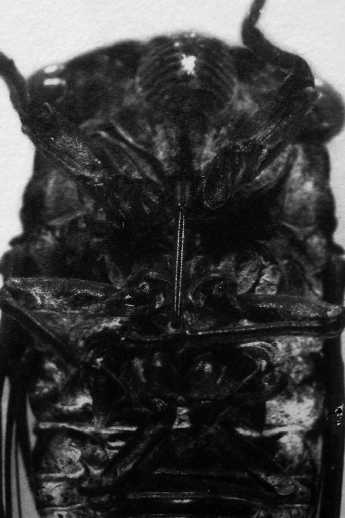 Imago - Cicada (detail), 2015