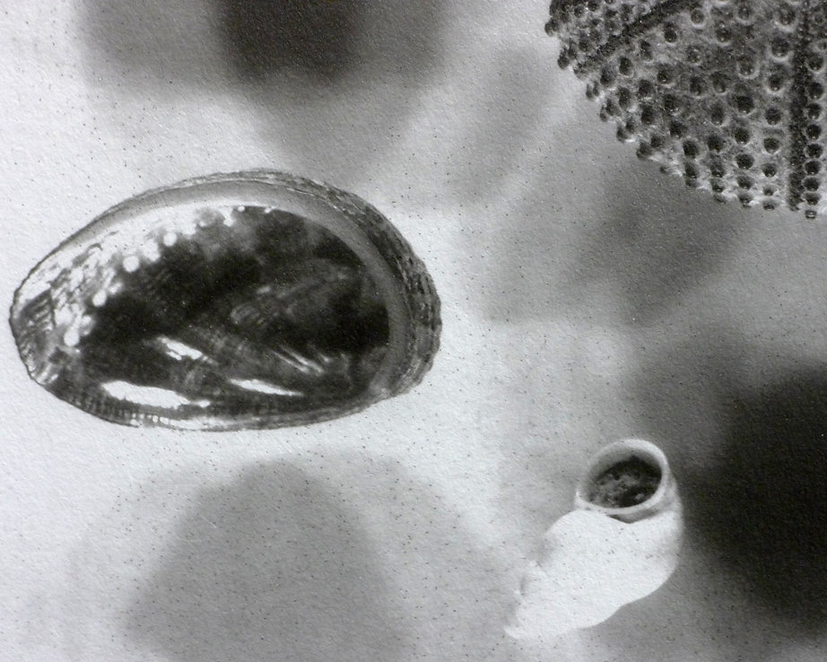 Sea treasures (detail), 2015.