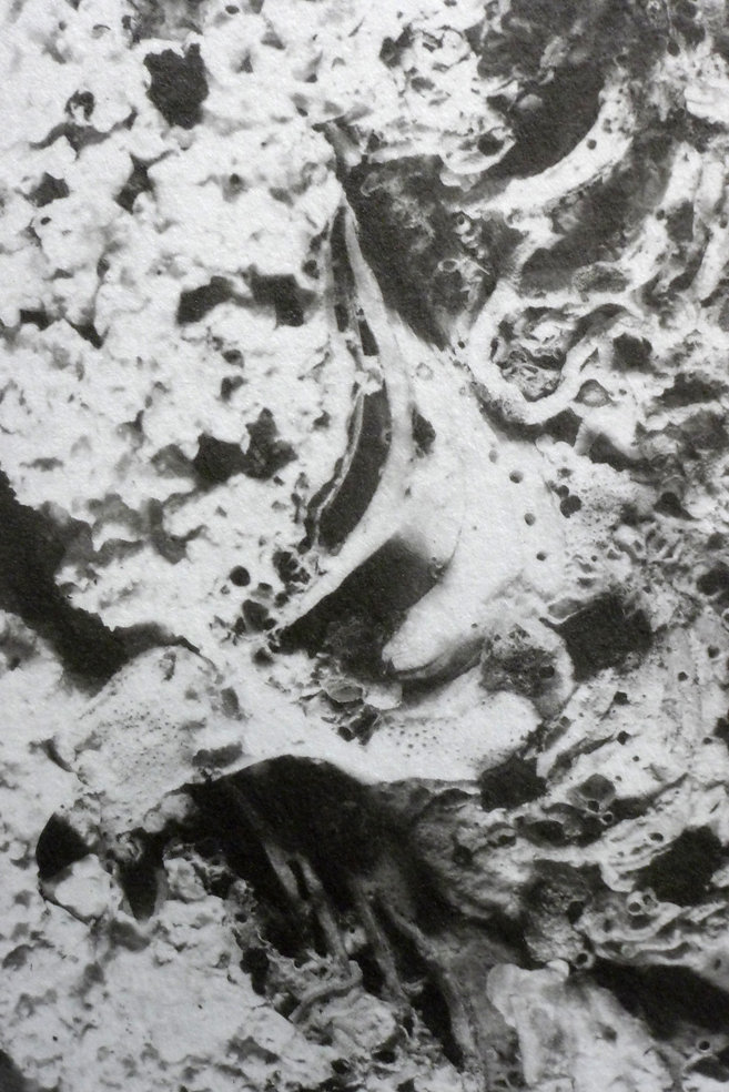 Clam (exterior - detail), 2016