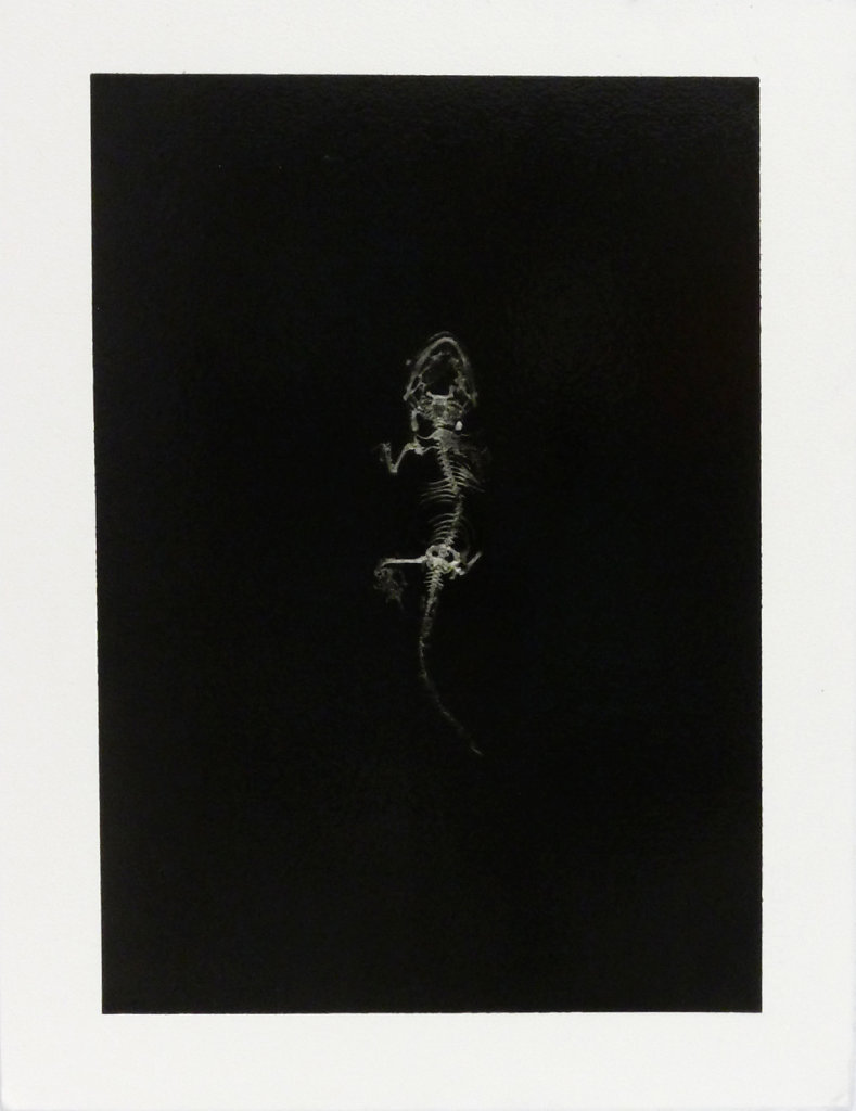 Gecko relic, 2016.
