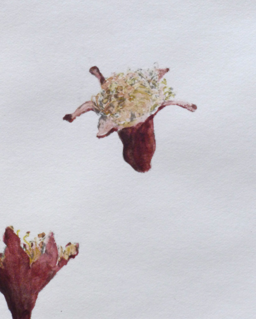 Pomegranate flowers (detail), 2016.