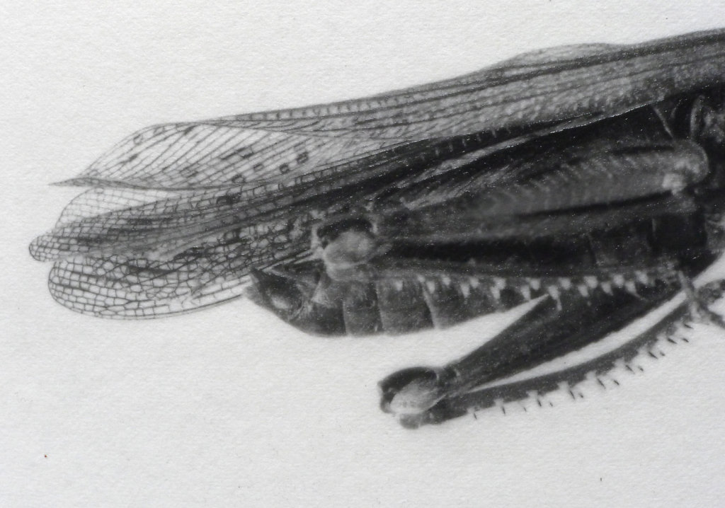 Locust (detail), 2016.
